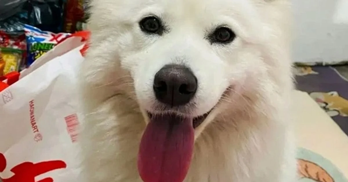 ਚੀਨ ਵਿੱਚ ਕੁੱਤੇ ਨੂੰ ਪਟਾਕੇ ਨਾਲ ਮਾਰਿਆ ਗਿਆ