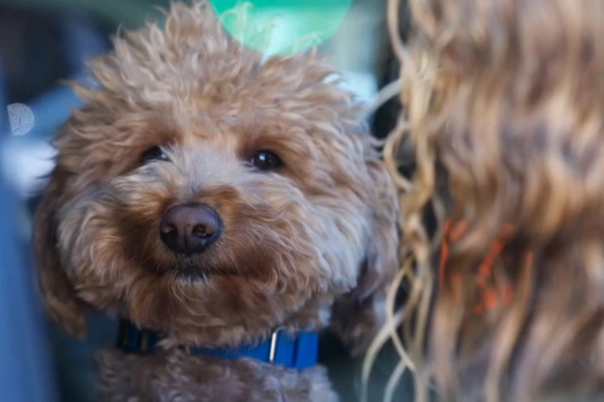 ਹਵਾਈ ਅੱਡੇ 'ਤੇ ਛੱਡਿਆ ਕੁੱਤਾ ਪੁਲੀਸ ਨੇ ਗੋਦ ਲਿਆ