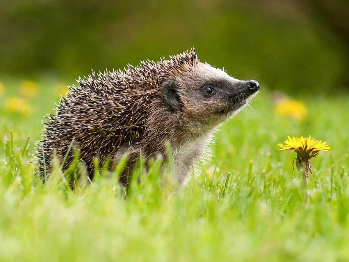 ਫਰਵਰੀ 'ਚ ਬਾਗ ਵਿੱਚ ਹੇਜਹੌਗ ਖਿੱਚਣ ਦਾ ਸੌਖਾ ਤਰੀਕਾ