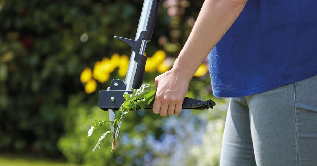 ਗਾਰਡਨਰ ਨੇ ਦਰਦ ਰਹਿਤ ਜੜਾਂ ਖਿੱਚਣ ਵਾਲੀ ਸਾਦੀ ਸਾਜ਼ ਲਈ ਸ਼ਾਬਾਸ਼ੀ ਦਿੱਤੀ