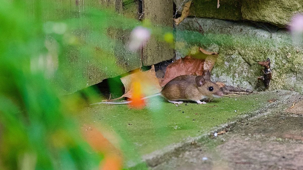 ਚੂਹਿਆਂ ਤੋਂ ਬਚਾਅ ਲਈ ਸਹੀ ਤਰੀਕਾ ਕੀਹ ਹੈ?