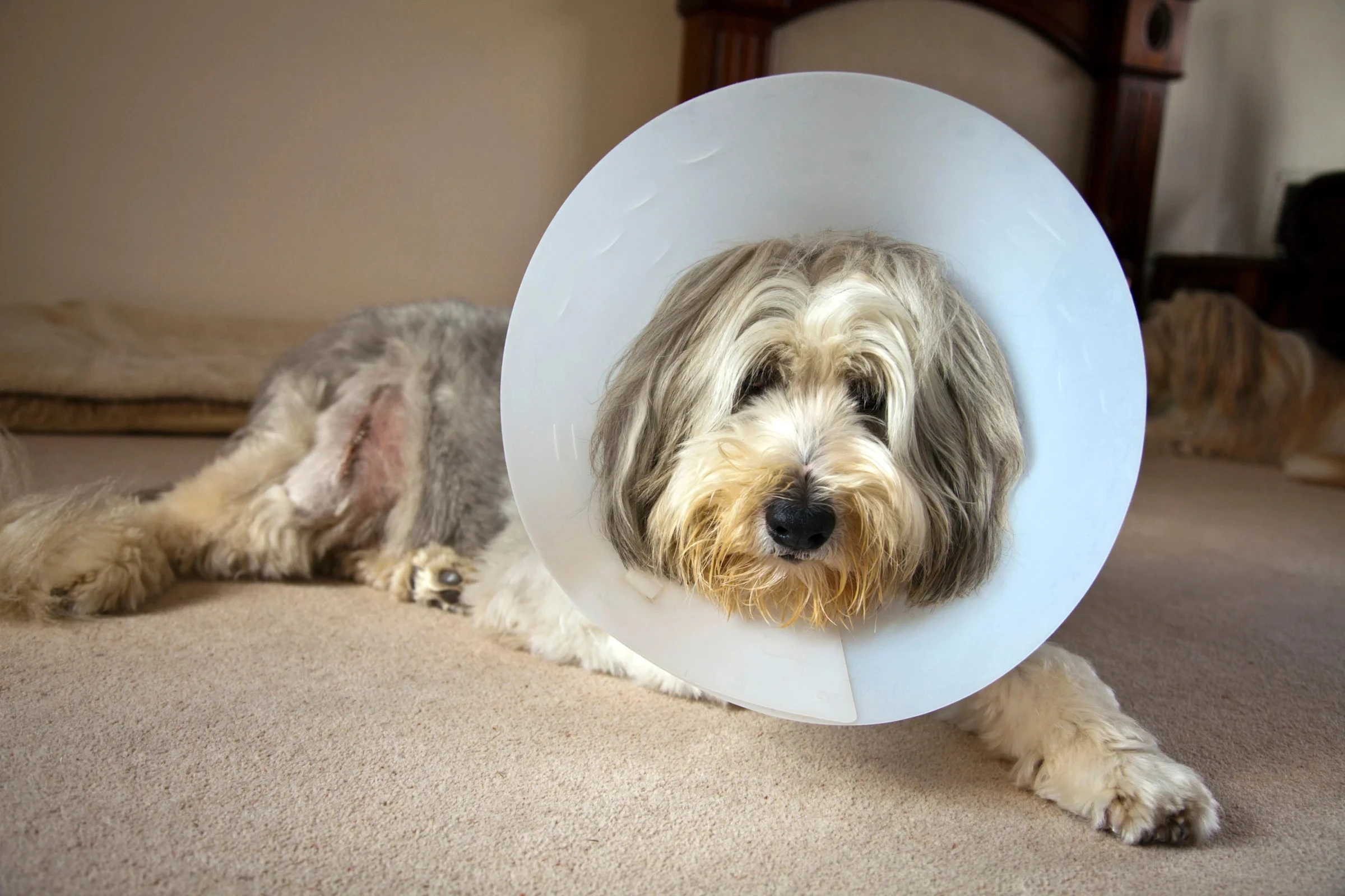 ਡਾਕਟਰਾਂ ਨੂੰ ਕੀਮਤਾਂ ਖੁੱਲ੍ਹ ਕੇ ਦੱਸਣੀਆਂ ਪਿਆਂਗੀ, ਦਵਾਈਆਂ ਦੀਆਂ ਫੀਸਾਂ ‘ਤੇ ਹੱਦ