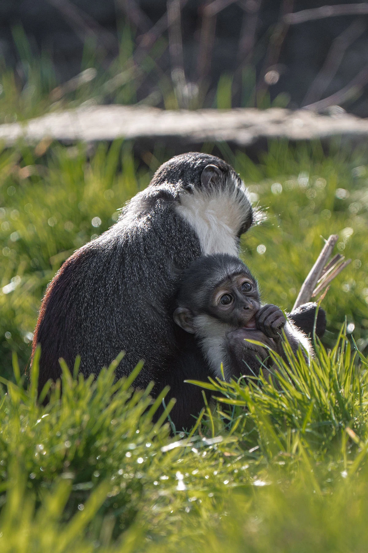 ਆਉਟਲੈਂਡਰ ਸੀਜ਼ਨ 8 ਭਾਗ 3 ਸ਼ਨੀਵਾਰ ਰਾਤ ਰਿਲੀਜ਼