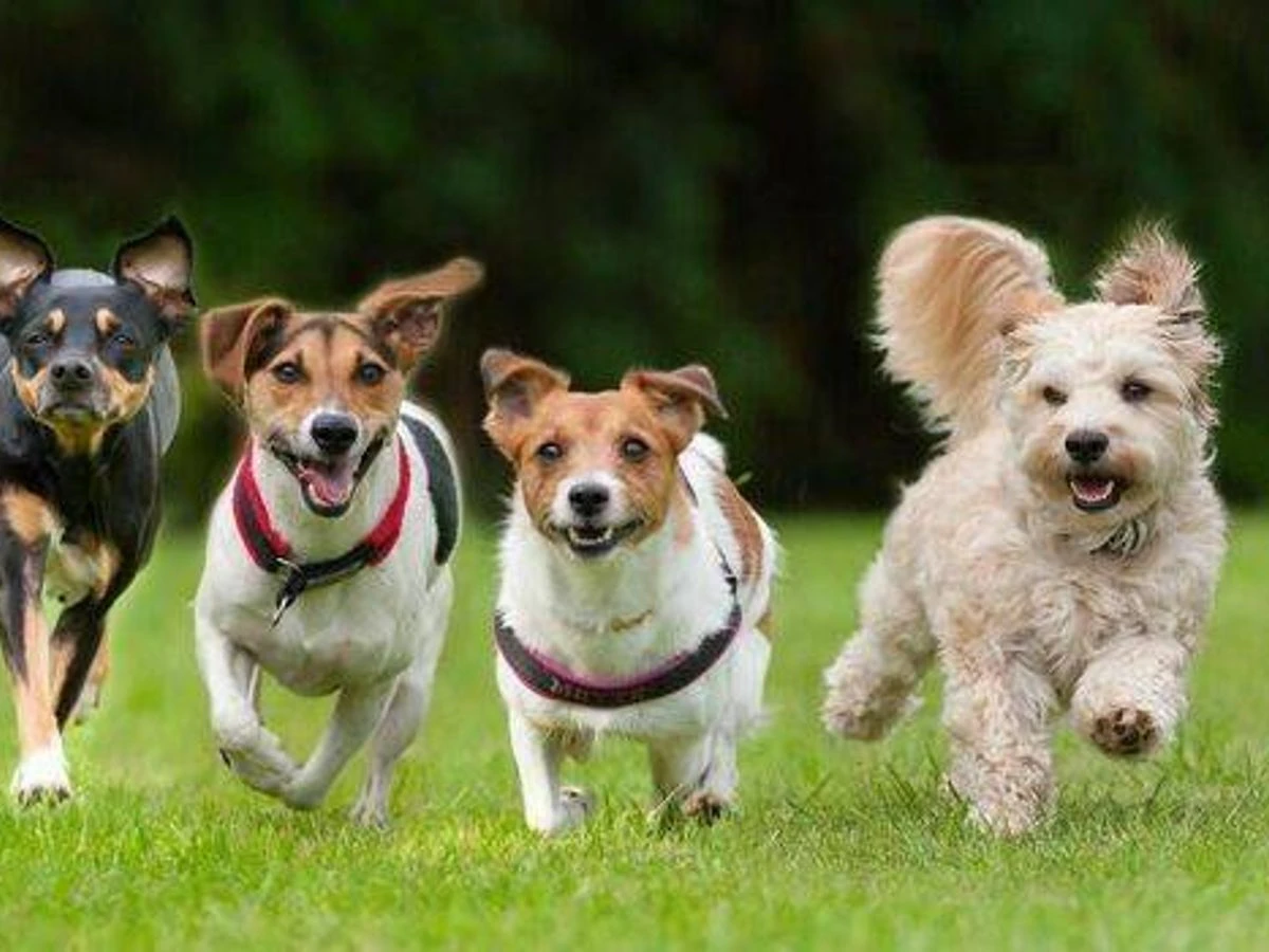 ਸਭ ਤੋਂ ਛੋਟੀ ਉਮਰ ਵਾਲਿਆਂ ਕੁੱਤਿਆਂ ਦੀ ਸੂਚੀ ਜਾਰੀ