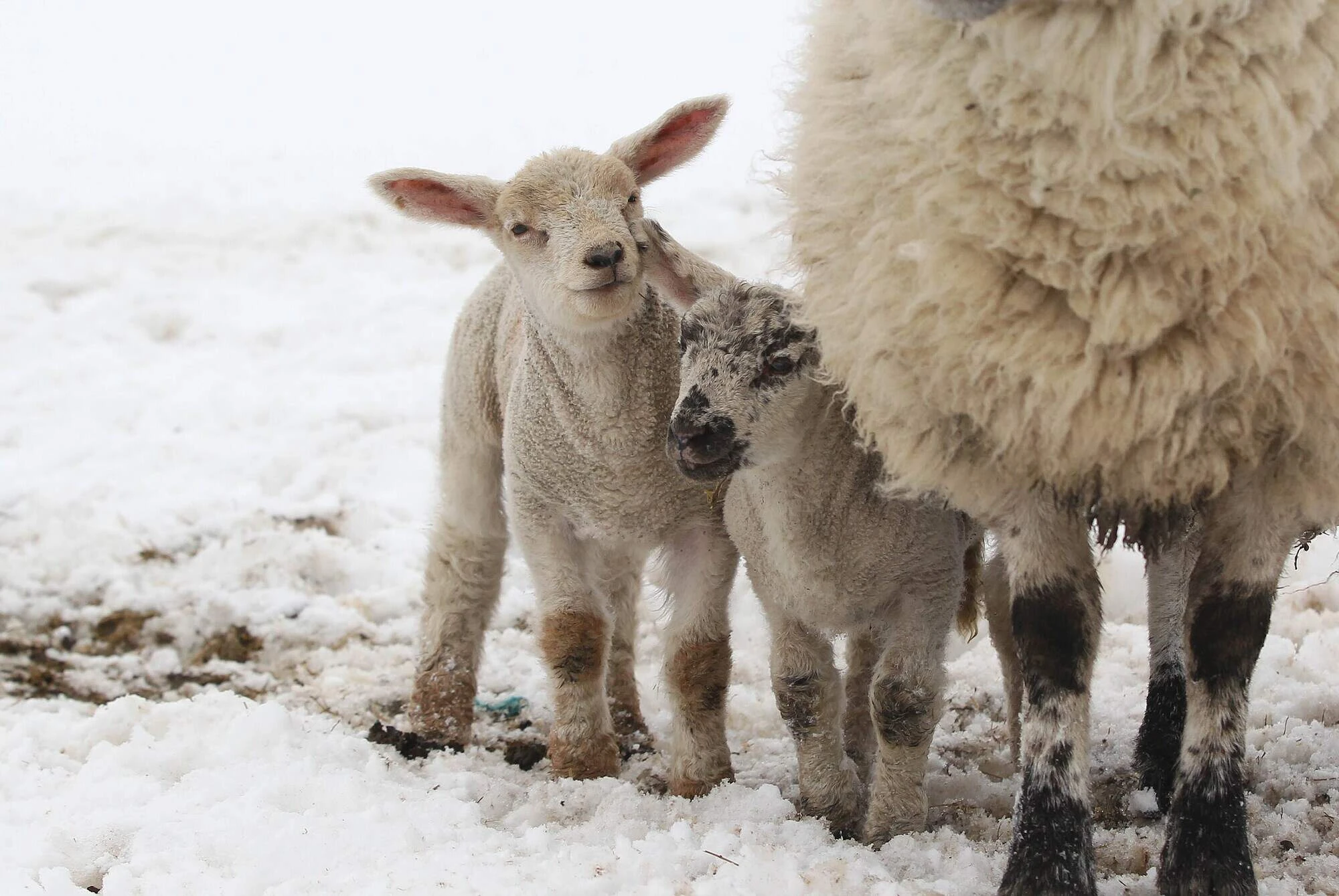 ਉੱਤਰੀ ਆਇਰਲੈਂਡ ਵਿਚ ਬਰਫ ਤੇ ਬਰਫ਼ੀਲੀ ਸੁਰੱਖਿਆ ਚੇਤਾਵਨੀ
