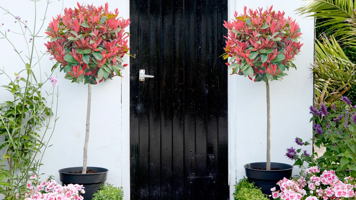 ਸੌਂਹਣੇ ਬੂਟੇ 'ਰੇਡ ਰੋਬਿਨ' ਨਾਲ ਬਾਗਾਂ ਵਿੱਚ ਰੰਗ ਚਮਕਿਆ