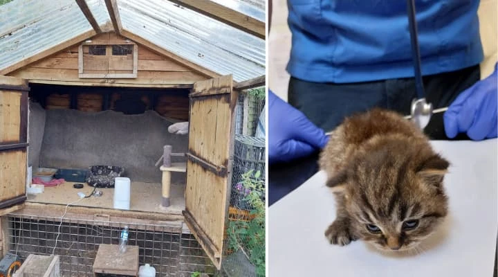 ਪੁਰਖਿਆਤ ਬਿੜੀਆਂ ਲਈ ਕਾਲੇ ਘਰਾਂ ਵਿੱਚ ਪਾਲਣ 'ਤੇ ਵਿਅਕਤੀ ਜੁਰਮਾਨਾ