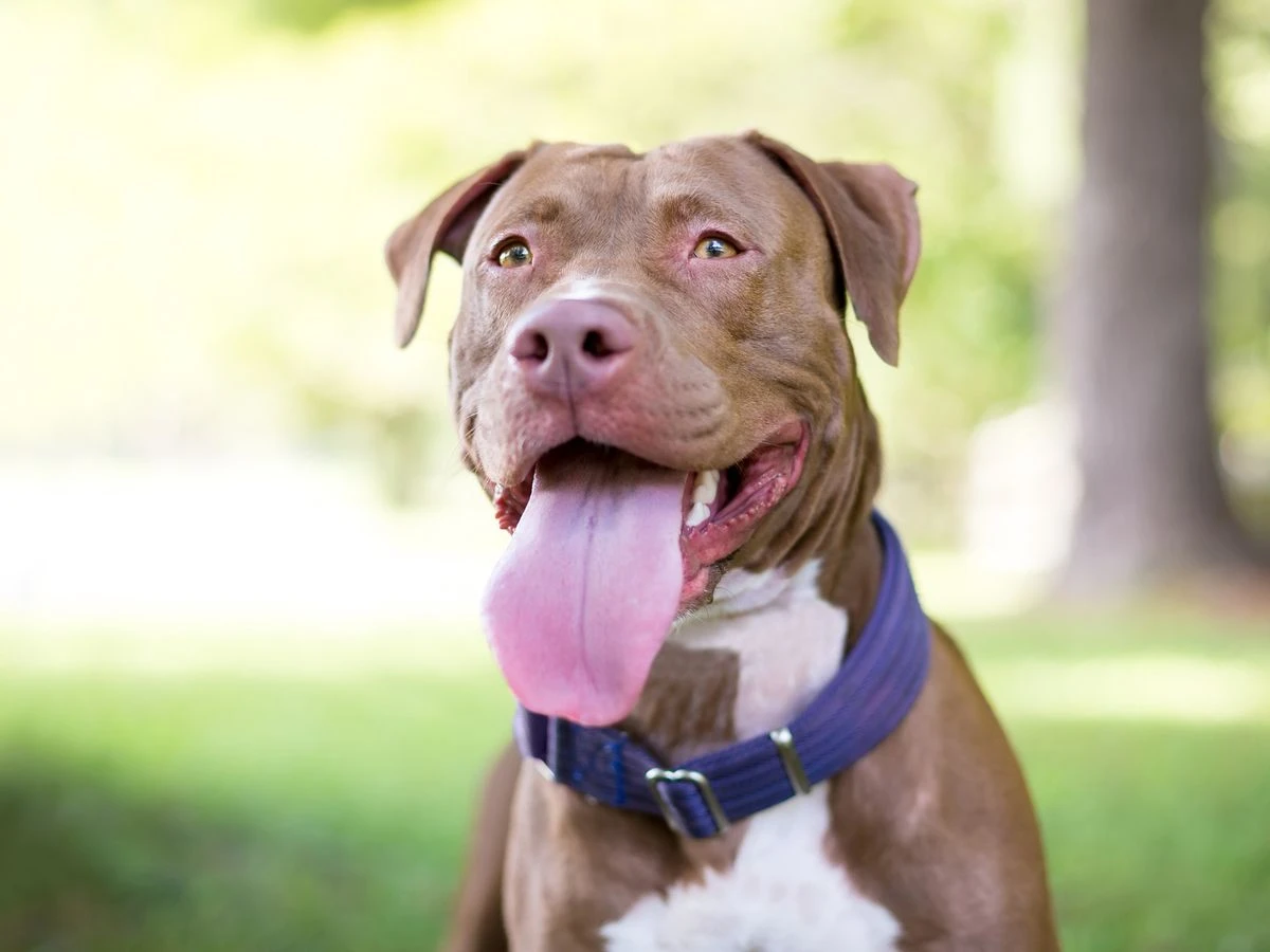 ਕੰਨਕਤੀ ਕੈਮਰਾ ਦਿਖਾਉਂਦਾ ਕੱਤੇ ਦੀ ਖੁਸ਼ੀ ਦੇ ਹਸਣੇ ਪਲੇ