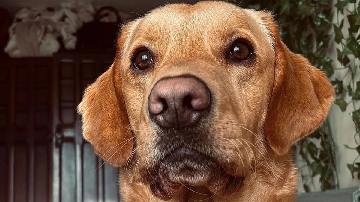 ਕੁੱਤੇ ਨੇ ਹੱਲ ਕੀਤਾ 160 ਸਾਲ ਪੁਰਾਣਾ ਕਤਲ ਮਾਮਲਾ