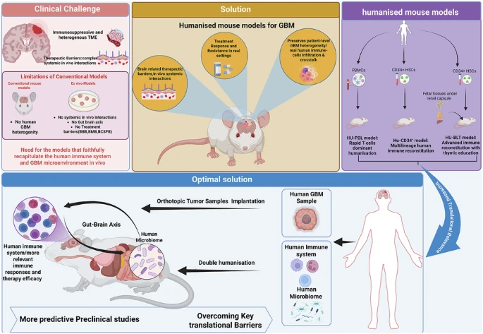 ਗਲੀਓਬ্লਾਸਟੋਮਾ ਸਿਖਿਆ ਵਿੱਚ ਮਨੁੱਖੀ ਚੂਹਿਆਂ ਦੀ ਨਵੀਂ ਭੂਮਿਕਾ
